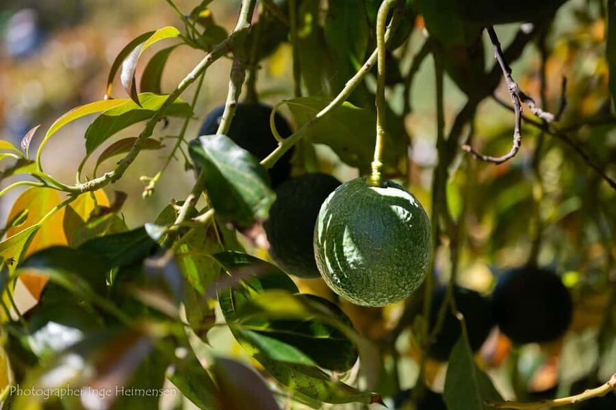 La Herradura Coffee Farm: tour in Europe's only plantation - The Finish at a 300-Year-Old Cortijo: What You Can Buy and Why It’s Worth Waiting For