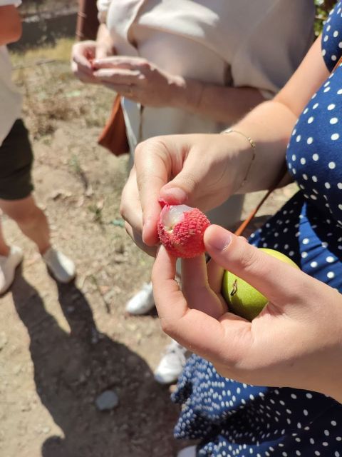La Herradura Coffee Farm: tour in Europe's only plantation - Price and Value: Is 17 USD a Smart Trade for a Short Walk?