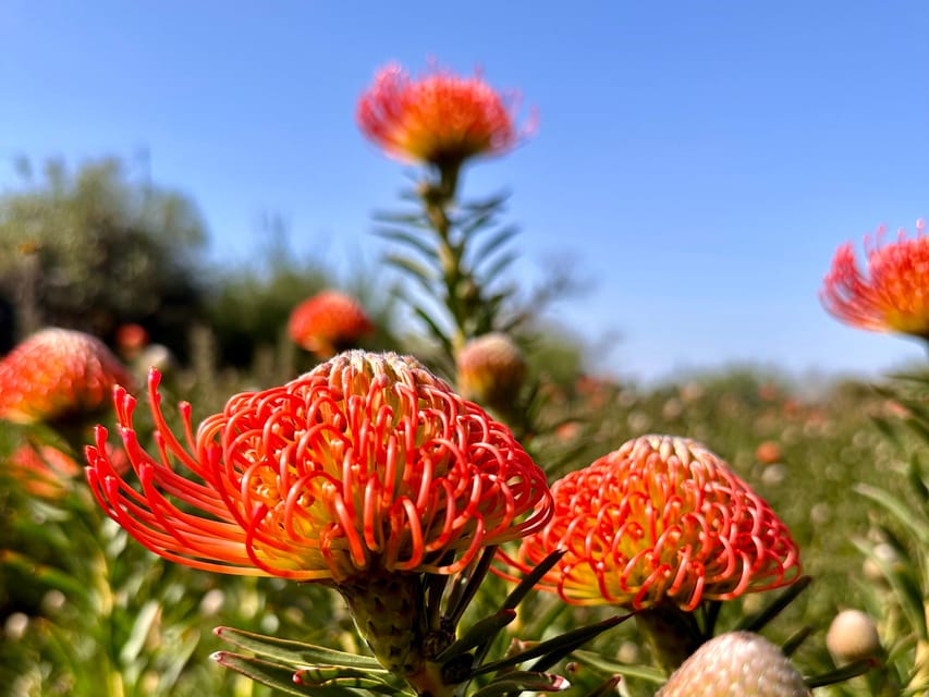 La Palma : Tour of an ecological farm w/ animals & tasting - Meet the farm systems: proteas, orchards, donkeys, horses, ducks, bees