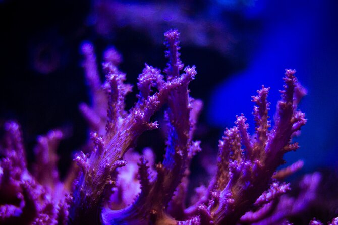 La Paz: Coral Farm Snorkel Tour - Why this coral restoration snorkel feels different than a standard reef trip