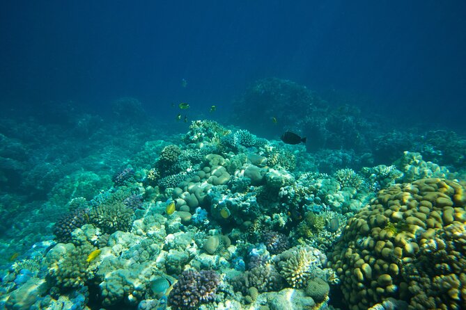 La Paz: Coral Farm Snorkel Tour - Price and value: is $55.60 worth it in La Paz?