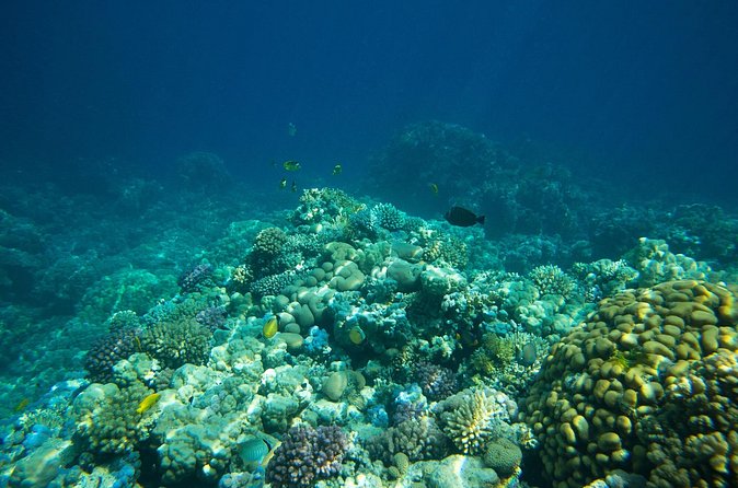 La Paz: Coral Farm Snorkel Tour - Water conditions and the weather factor in La Paz