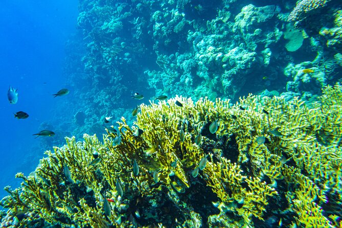 La Paz: Coral Farm Snorkel Tour - Tips to get more out of the coral beds snorkeling
