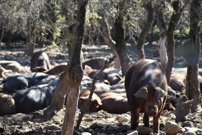 La Rioja Biosphere Organic Pig Farm and Ham and Wine Tasting - Farm walk with Duroc pigs, olive groves, and Spanish horses