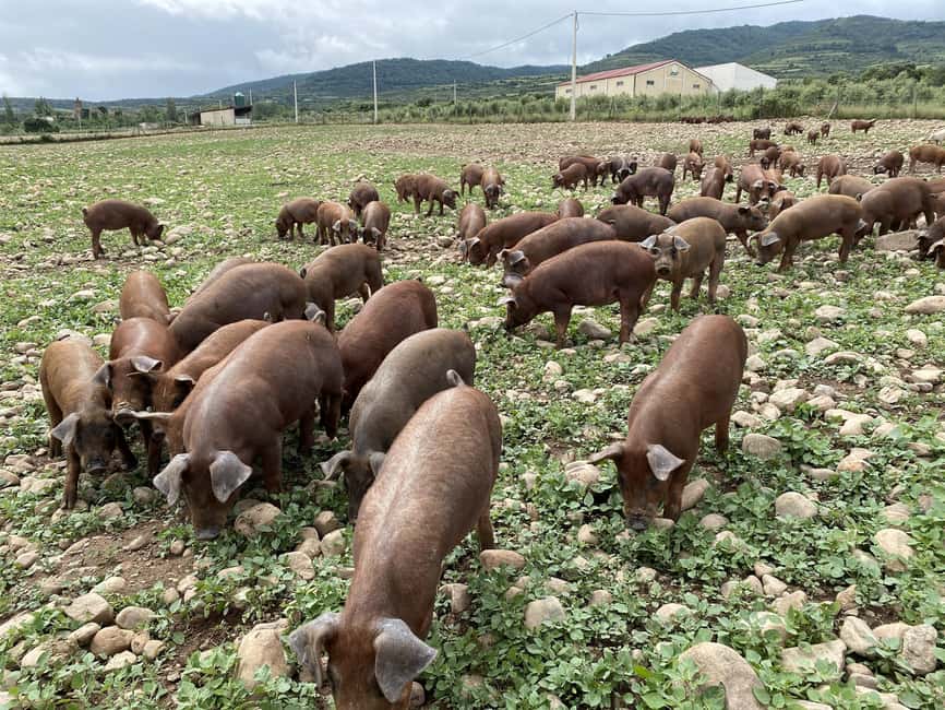 La Rioja: Jamon Iberico Farm Tour and Tasting with Wine - Walking the facilities: organic artisan meats and sausages in the real workflow