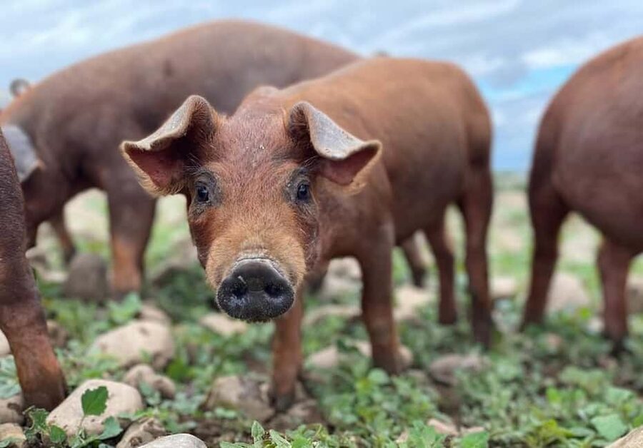 La Rioja: Jamon Iberico Farm Tour and Tasting with Wine - Jamón Ibérico de bellota explained the way you can actually remember