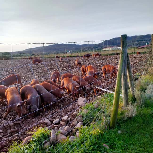 La Rioja: Jamon Iberico Farm Tour and Tasting with Wine - Pure Spanish horses in freedom: why this stop isn’t just a bonus