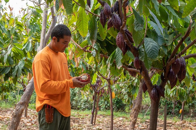 Lahaina: Maui Ku'ia Estate Guided Cacao Farm Tour and Tasting - Start at Ku’ia Estates Chocolate Factory in Lahaina