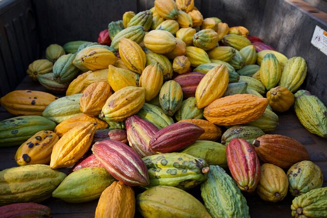 Lahaina: Maui Ku'ia Estate Guided Cacao Farm Tour and Tasting - What you’ll see in the cacao fields (and why it’s educational)