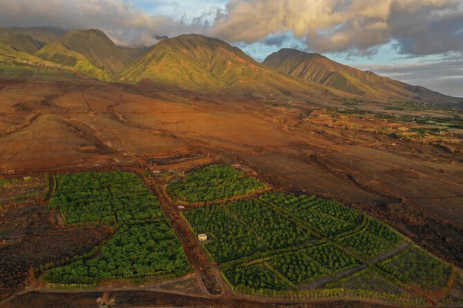 Lahaina: Maui Ku'ia Estate Guided Cacao Farm Tour and Tasting - Harvesting and stairs: the one part to plan around