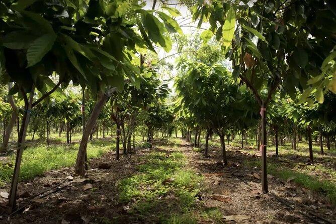 Lahaina: Maui Ku'ia Estate Guided Cacao Farm Tour and Tasting - The nine-piece chocolate tasting in a treehouse setting