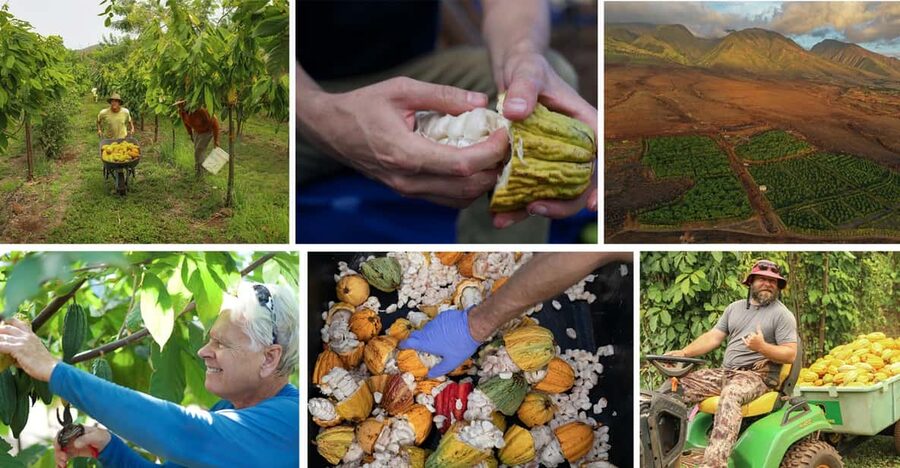 Lahaina: Maui Ku'ia Estate Guided Cacao Farm Tour & Tasting - Key moments worth showing up for