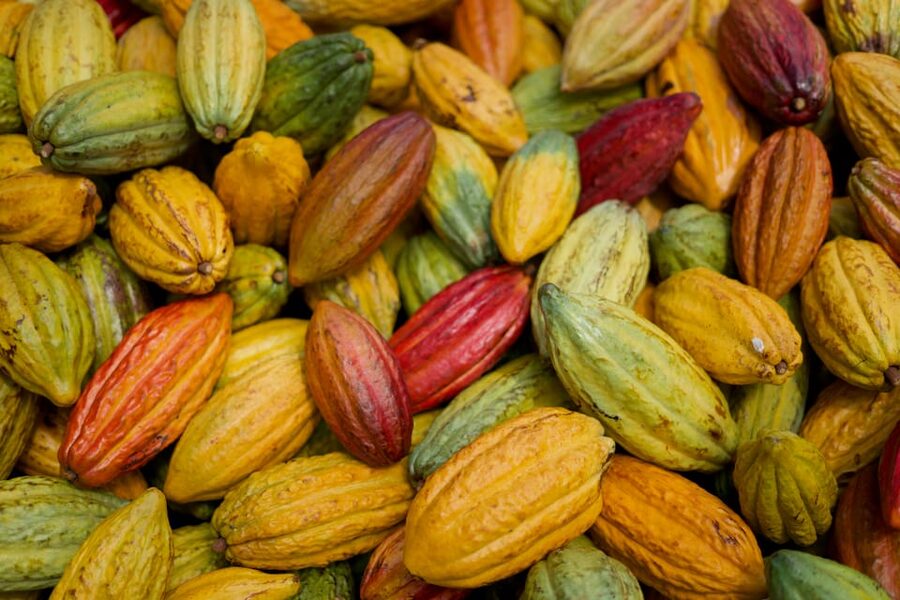 Lahaina: Maui Ku'ia Estate Guided Cacao Farm Tour & Tasting - The guided cacao walk: seeing the trees and learning the work