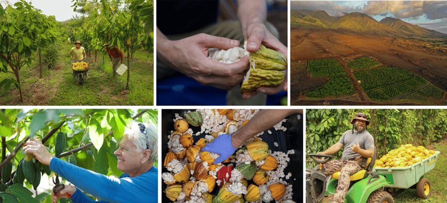 Lahaina: Maui Ku'ia Estate Guided Cacao Farm Tour & Tasting - Practical tips so you enjoy every minute