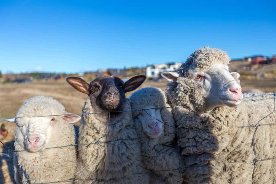 Lake Tekapo High Country Farm Tour (Carbon Positive) - Key things you’ll remember from this Lake Tekapo farm tour