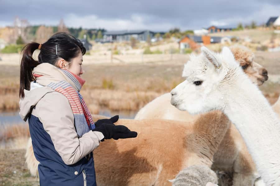 Lake Tekapo High Country Farm Tour (Carbon Positive) - Why this 2-hour Tekapo farm tour is such good value