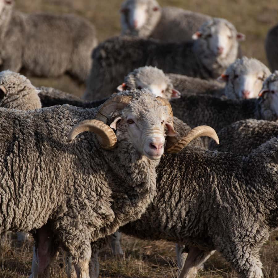 Lake Tekapo High Country Farm Tour (Carbon Positive) - Sheep, cows, alpacas, and horses: what animal time really means here