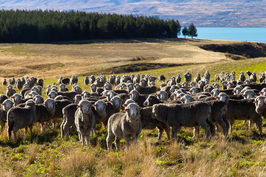 Lake Tekapo High Country Farm Tour (Carbon Positive) - Mt. John lookout: where Tekapo clicks into place