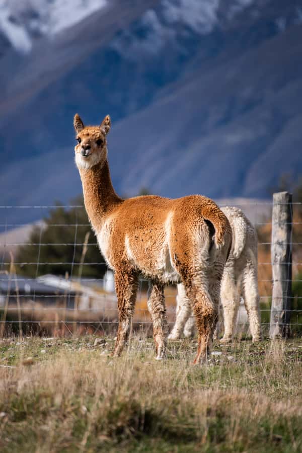 Lake Tekapo High Country Farm Tour (Carbon Positive) - Price and logistics: what $89 buys you on the ground