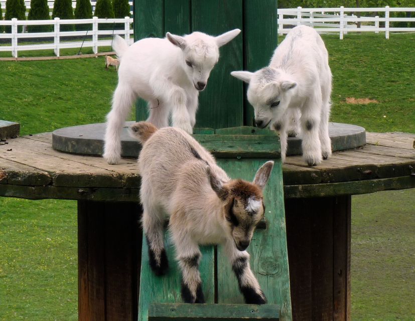 Lancaster County: Amish Farmlands, Museum Tour, Farm Visit - Should you book this Amish Farmlands, Museum, and Farm visit tour?