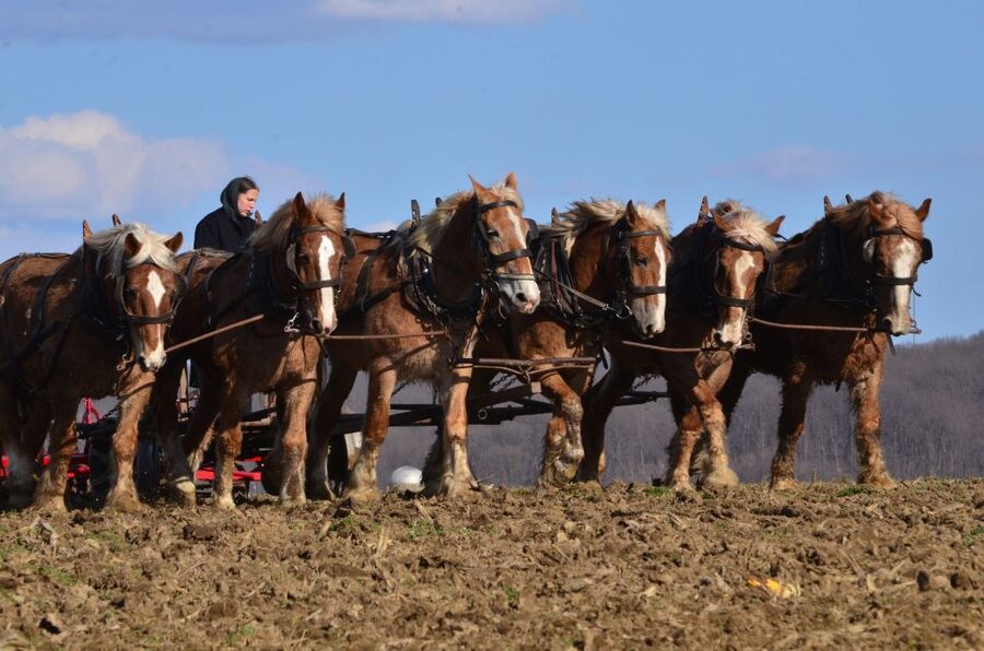 Lancaster County: Amish Farmlands, Museum Tour, Farm Visit - Food and shopping: what’s included vs what you’ll buy