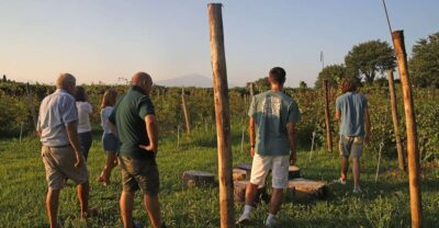 Lazise: Beekeeping Farm Tour and Tasting Experience - Inside the 2-Hour Bee Tour: What Happens at the Farm