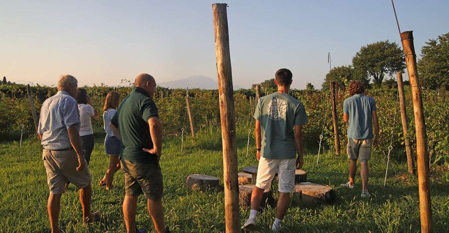 Lazise: Beekeeping Farm Tour and Tasting Experience - Inside the 2-Hour Bee Tour: What Happens at the Farm