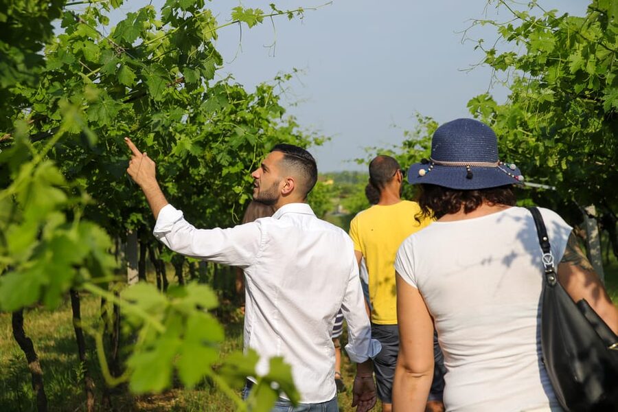 Lazise: Biodynamic Farm Tour and Natural Wine Tasting - Biodynamic Methods, Explained Without the Jargon
