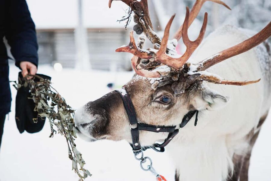 Levi: Husky and Reindeer Farm Tour with Sled Ride - Levi to the Farm: Pickup, Timing, and What 3 Hours Really Means