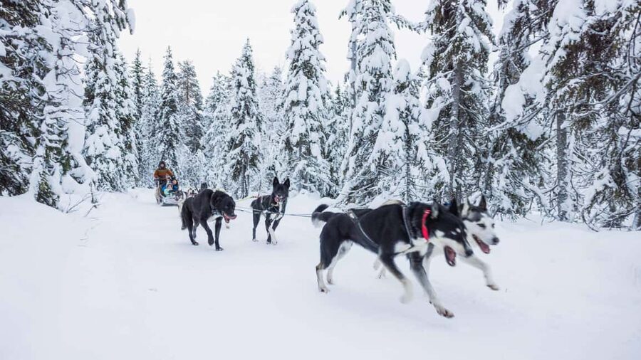 Levi: Husky and Reindeer Farm Tour with Sled Ride - Warm-Up by the Fire: Hot Drinks, Stories, and a Moment to Reset
