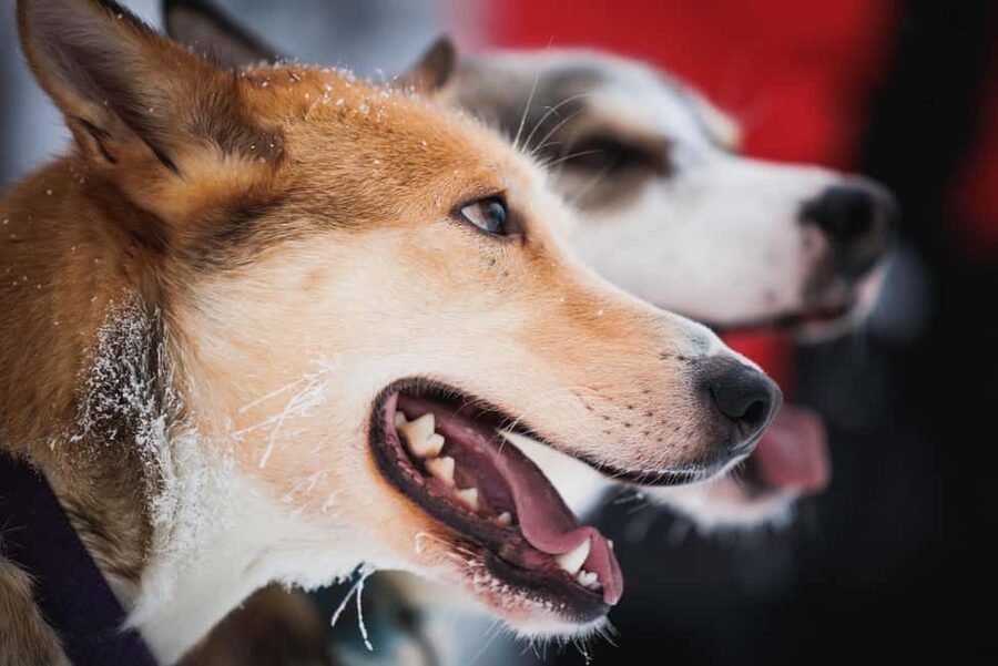 Levi: Husky and Reindeer Farm Tour with Sled Ride - Who Should Book This Tour (and Who Might Want Something Else)