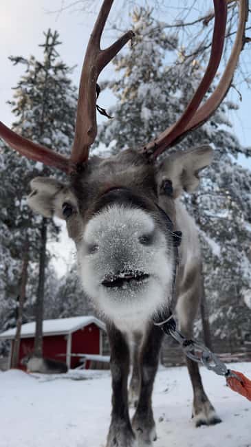 Levi: Husky and Reindeer Farm Tour with Sled Ride - Small Details That Help You Enjoy It More