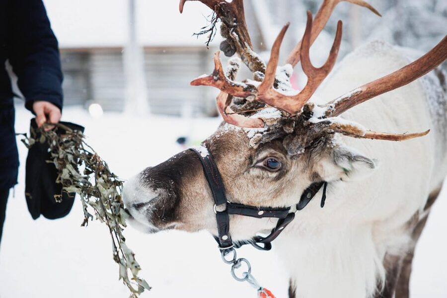Levi: Husky and Reindeer Farm Visit with Snowmobiling - Snowmobile training and your 1-hour Levi ride