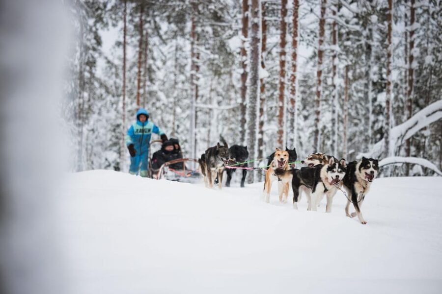 Levi: Husky and Reindeer Farm Visit with Snowmobiling - Husky sled ride: 500 meters with energetic Alaskan Huskies