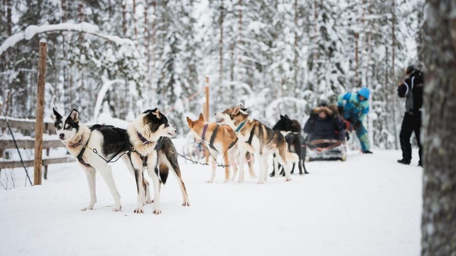 Levi: Husky and Reindeer Farm Visit with Snowmobiling - Price and value: is $233 a fair deal?