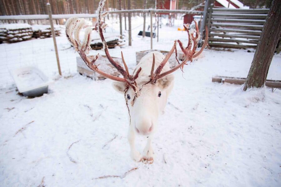 Levi: Reindeer Farm E-Fatbike Safari - The cozy break with hot drinks and pastries
