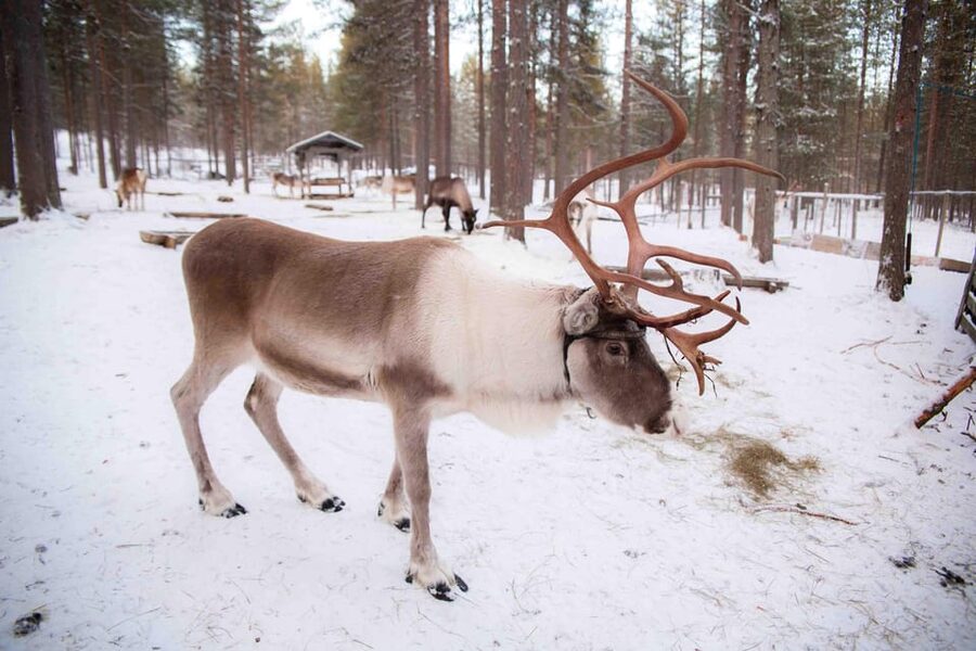 Levi: Reindeer Farm E-Fatbike Safari - Handling tips for staying upright in snow