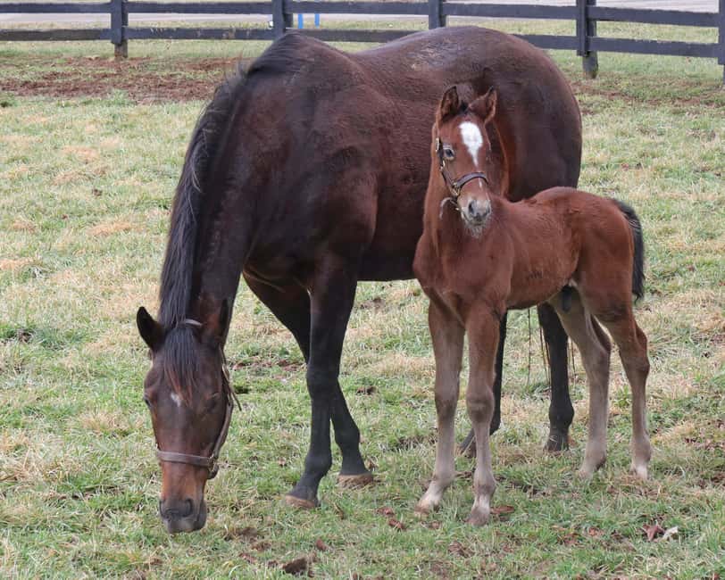 Lexington: Thoroughbred Horse Farm Tour and Scenic Bluegrass - Should You Book This Lexington Thoroughbred Tour?