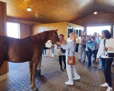 Lexington: Thoroughbred Horse Farm Tour and Scenic Bluegrass - The 14-Person Van Ride: Short, Smooth, and Full of Context