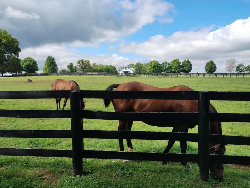 Lexington: Thoroughbred Horse Farm Tour and Scenic Bluegrass - Who This Tour Fits Best (and Who Might Want Another Option)