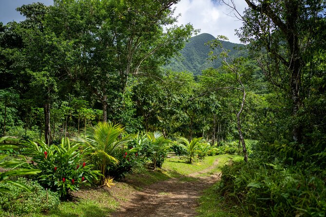 Liamuiga Natural Farm Tour - St.Kitts' Coffee Farm - Key highlights at a glance