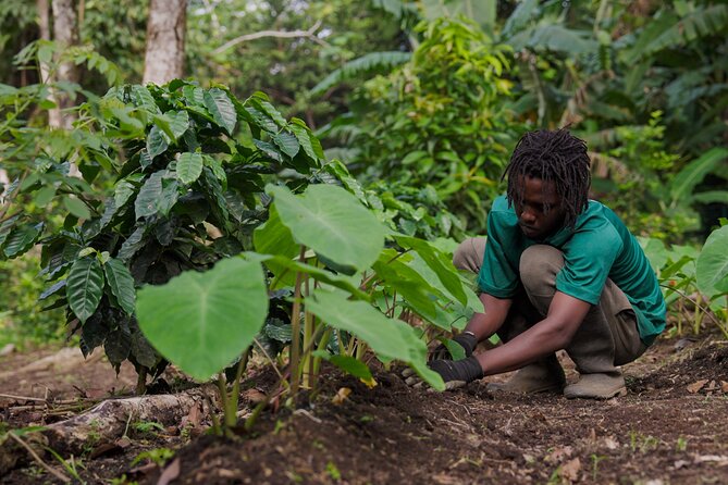 Liamuiga Natural Farm Tour - St.Kitts' Coffee Farm - Timing, weather, and the small logistics that matter