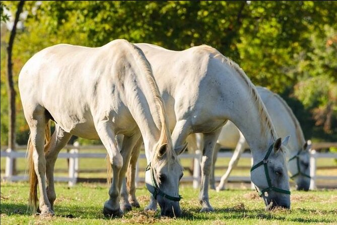 Lipica stud farm and Piran Tour from Ljubljana - Lunch by the Sea: How to Use Your Free Time Well