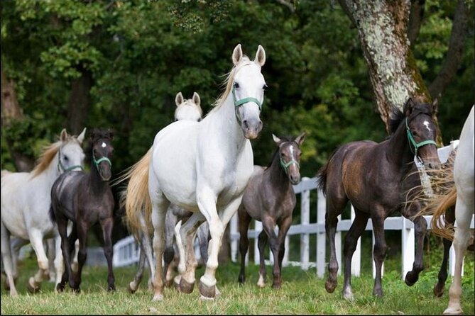 Lipica stud farm and Piran Tour from Ljubljana - Weather, Swimming, and the Coastal Reality Check