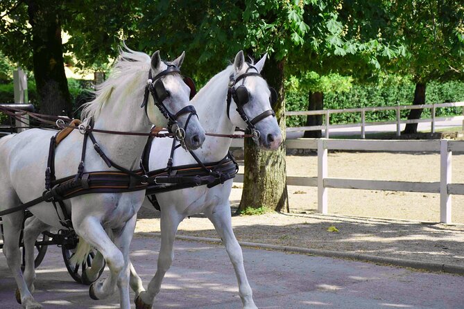 Lipica Stud Farm and Skocjan Caves from Koper - Lipica Stud Farm: Lipizzan horses, stables, and the Lipikum Museum