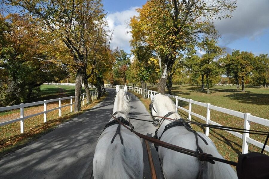 Lipica Stud Farm and Škocjan Caves from Trieste - Škocjan Caves Park: An open-air layer of Karst culture and geology