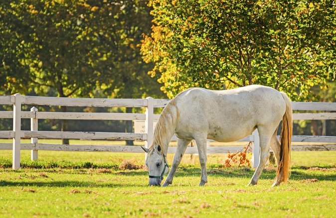 Lipica Stud Farm- Private Experience from Koper - From Koper pickup to the Lipica gates: the 45-minute ride that sets the tone