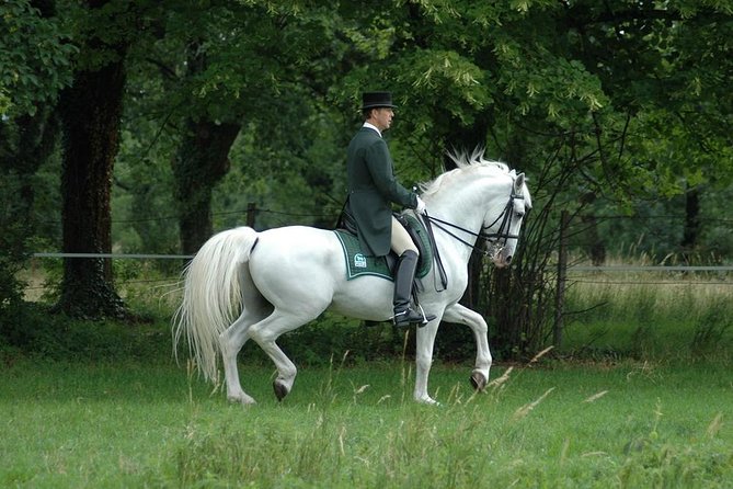 Lipica Stud Farm- Private Experience from Koper - The guided walk under the trees: what you’re really doing on that “easy” portion