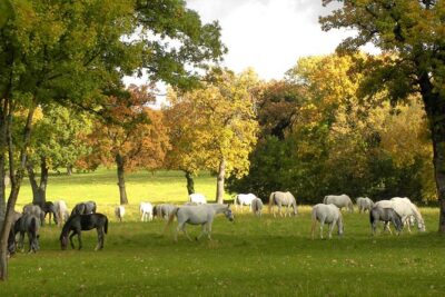 Lipica Stud Farm- Private Experience from Koper - Kobilarna Lipica and 430+ years of breeding tradition