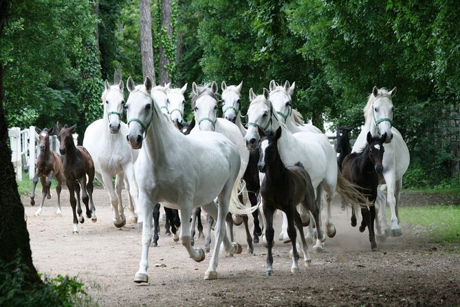 Lipica Stud Farm- Private Experience from Koper - Seeing the studs up close: what you can expect from stables time